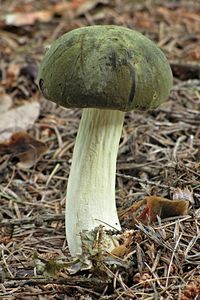 Klikni pro velký obrázek