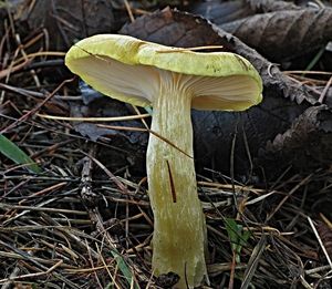 Klikni pro velký obrázek