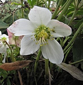 Čemeřice černá (Helleborus niger)