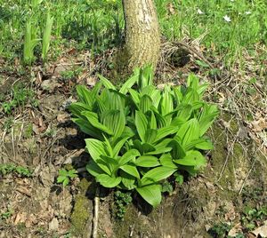 Kýchavice bílá Lobelova (VERATRUM ALBUM L. subsp. LOBELIANUM (Bernh.) )