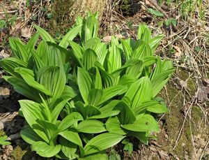 Kýchavice bílá Lobelova (VERATRUM ALBUM L. subsp. LOBELIANUM (Bernh.) )