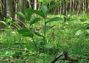 Kýchavice bílá Lobelova (VERATRUM ALBUM L. subsp. LOBELIANUM (Bernh.) )