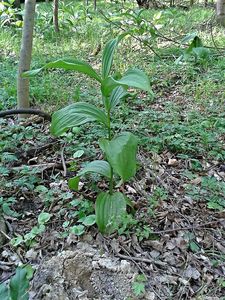 Kýchavice bílá Lobelova (VERATRUM ALBUM L. subsp. LOBELIANUM (Bernh.) )