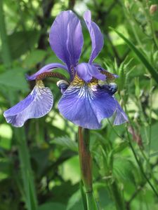 Kosatec trávovitý (Iris graminea L.)