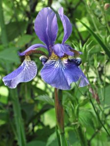 Kosatec sibiřský (Iris sibirica)