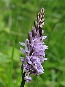 Prstnatec fuchsův  (Dactylorhiza fuchsii )