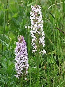 Pětiprstka žežulník (Gymnadenia conopsea)