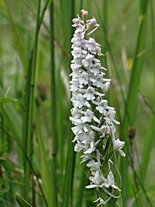 Pětiprstka žežulník (Gymnadenia conopsea)