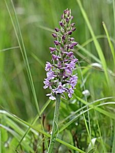 Pětiprstka žežulník (Gymnadenia conopsea)