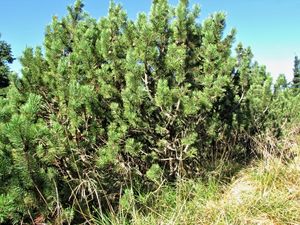 Borovice kleč (Pinus mugo)