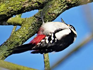 Klikni pro velký obrázek