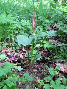 Klikni pro velký obrázek