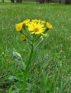 Starček potoční (Tephroseris crispa)