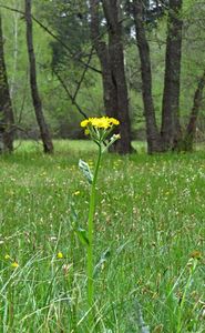 Starček potoční (Tephroseris crispa)