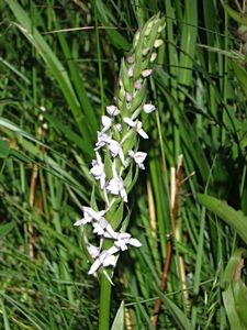 Pětiprstka žežulník (Gymnadenia conopsea)