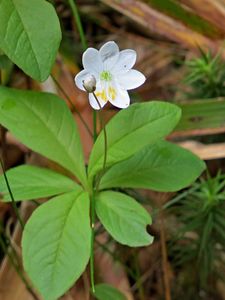 Sedmikvítek evropský (Trientalis europaea L.)