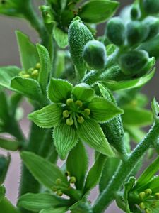 Kýchavice bílá Lobelova (VERATRUM ALBUM L. subsp. LOBELIANUM (Bernh.) )