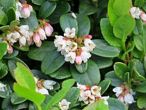 Brusnice brusinka  (Vaccinium vitis)