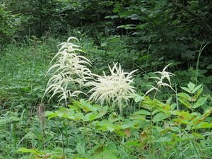 Udatna lesní (Aruncus vulgaris )