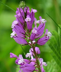 Vítod obecný (Polygala vulgaris)