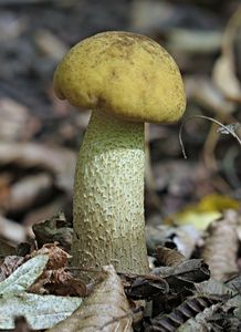 Klikni pro velký obrázek