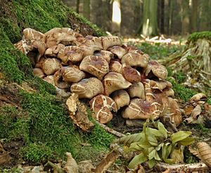 Klikni pro velký obrázek