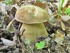 Klikni pro velký obrázek