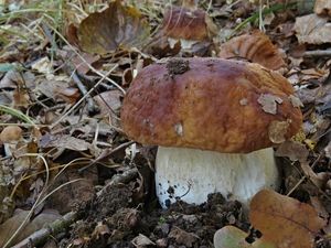 Klikni pro velký obrázek