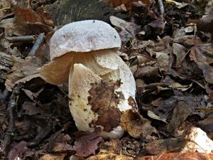 Klikni pro velký obrázek