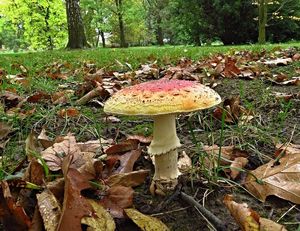 Klikni pro velký obrázek