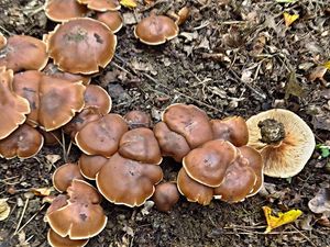 Klikni pro velký obrázek