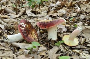 Klikni pro velký obrázek