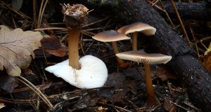 Klikni pro velký obrázek