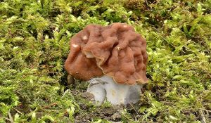 Klikni pro velký obrázek