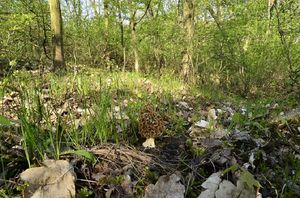 Klikni pro velký obrázek