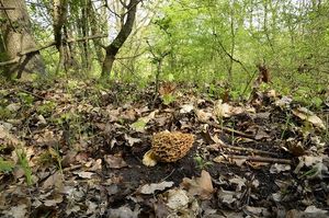 Klikni pro velký obrázek