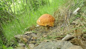 Klikni pro velký obrázek