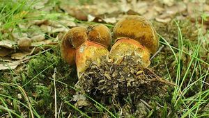 Klikni pro velký obrázek