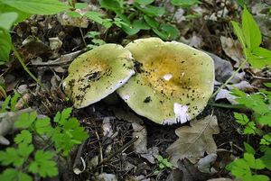 Klikni pro velký obrázek