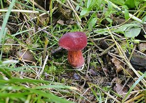 Klikni pro velký obrázek