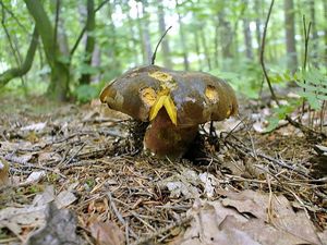 Klikni pro velký obrázek