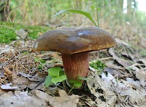 Klikni pro velký obrázek