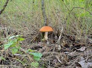 Klikni pro velký obrázek