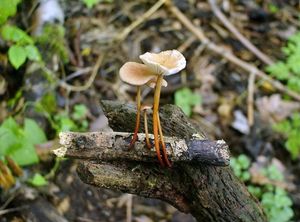 Špička česneková - Marasmius scorodonius