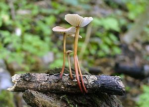 Špička česneková - Marasmius scorodonius