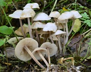 Klikni pro velký obrázek