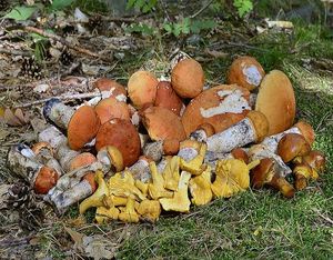 Klikni pro velký obrázek