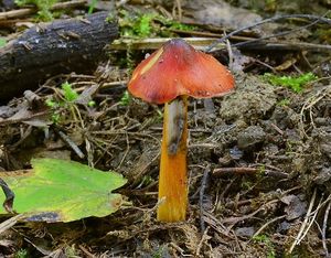 Klikni pro velký obrázek