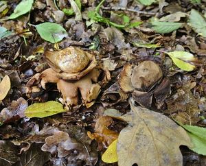 Klikni pro velký obrázek