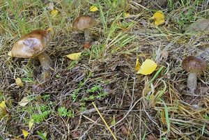 Klikni pro velký obrázek